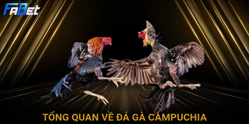 tong-quan-ve-da-ga-campuchia